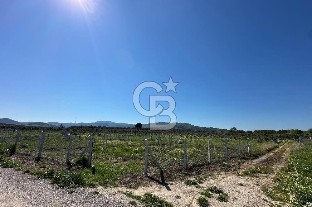 İZMİR DİKİLİ'DE 267 M2 TARLA