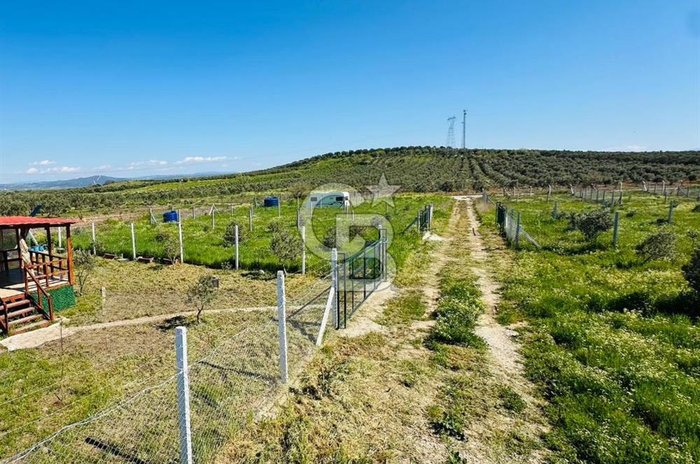 İZMİR DİKİLİ'DE 267 M2 TARLA