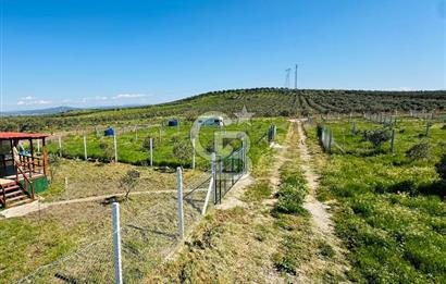 İZMİR DİKİLİ'DE 267 M2 TARLA