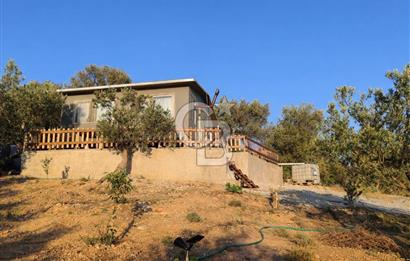 ŞAKRAN'DA DENİZE 800 M, MANZARALI, MÜSTAKİL TAPULU ZEYTİNLİK