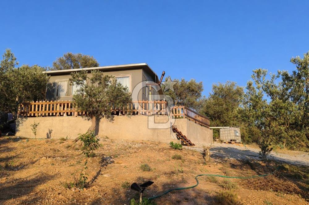 ŞAKRAN'DA DENİZE 800 M, MANZARALI, MÜSTAKİL TAPULU ZEYTİNLİK