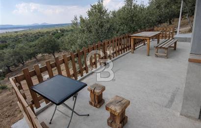 ŞAKRAN'DA DENİZE 800 M, MANZARALI, MÜSTAKİL TAPULU ZEYTİNLİK