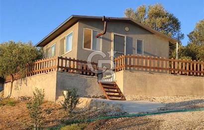 ŞAKRAN'DA DENİZE 800 M, MANZARALI, MÜSTAKİL TAPULU ZEYTİNLİK