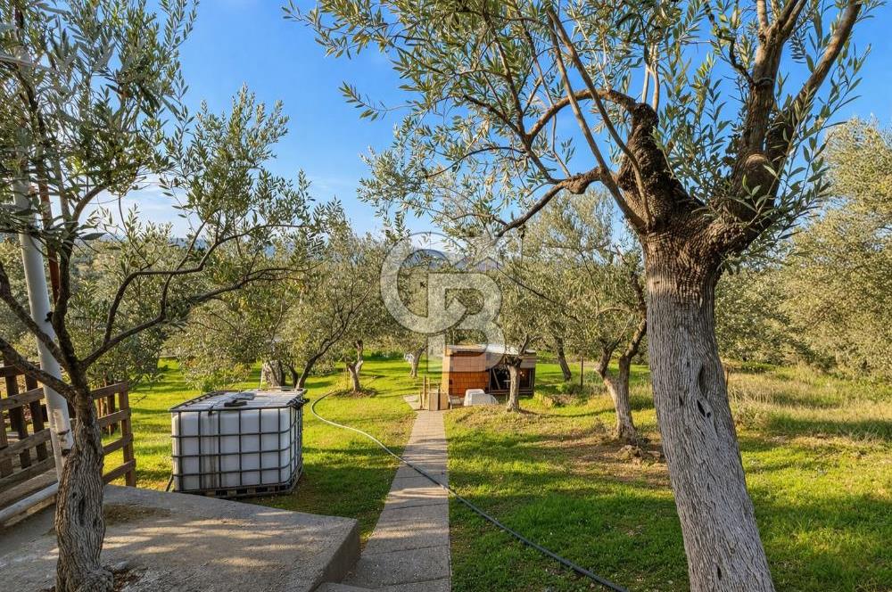 ŞAKRAN'DA DENİZE 800 M, MANZARALI, MÜSTAKİL TAPULU ZEYTİNLİK