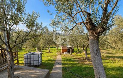 ŞAKRAN'DA DENİZE 800 M, MANZARALI, MÜSTAKİL TAPULU ZEYTİNLİK