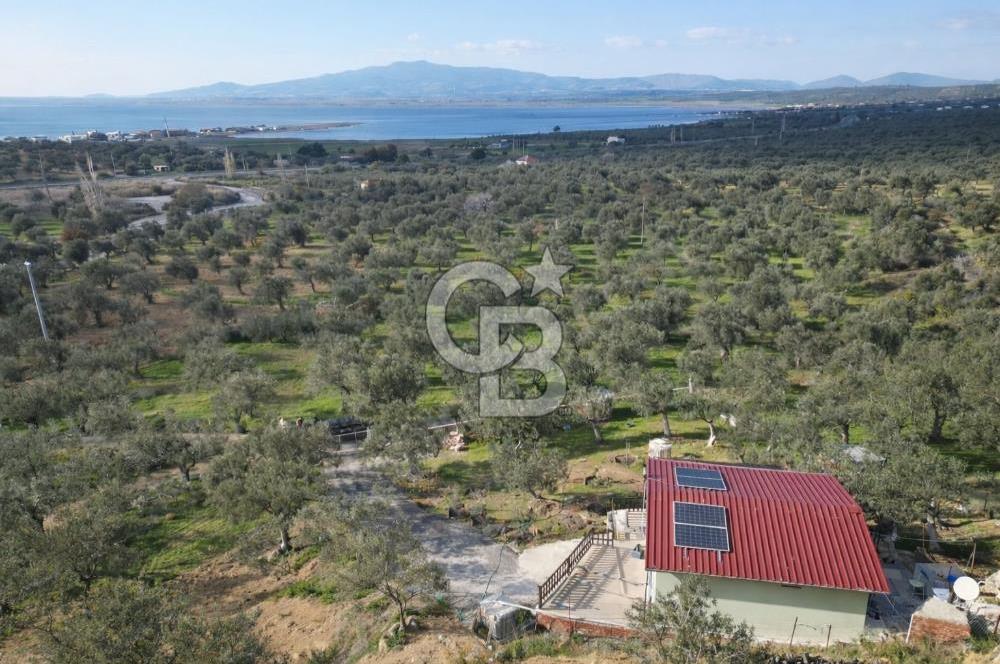 ŞAKRAN'DA DENİZE 800 M, MANZARALI, MÜSTAKİL TAPULU ZEYTİNLİK