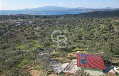 ŞAKRAN'DA DENİZE 800 M, MANZARALI, MÜSTAKİL TAPULU ZEYTİNLİK