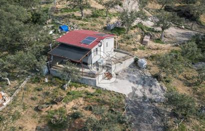 ŞAKRAN'DA DENİZE 800 M, MANZARALI, MÜSTAKİL TAPULU ZEYTİNLİK