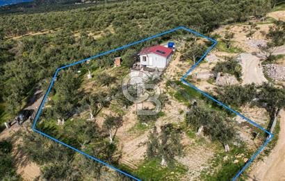 ŞAKRAN'DA DENİZE 800 M, MANZARALI, MÜSTAKİL TAPULU ZEYTİNLİK