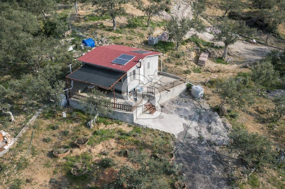 ŞAKRAN'DA DENİZE 800 M, MANZARALI, MÜSTAKİL TAPULU ZEYTİNLİK