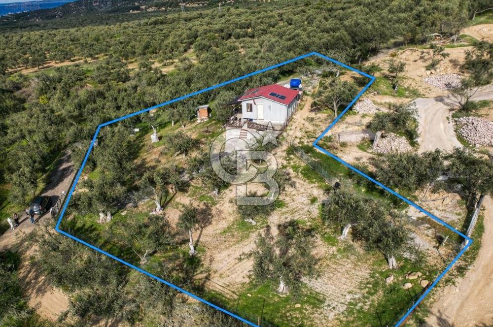 ŞAKRAN'DA DENİZE 800 M, MANZARALI, MÜSTAKİL TAPULU ZEYTİNLİK