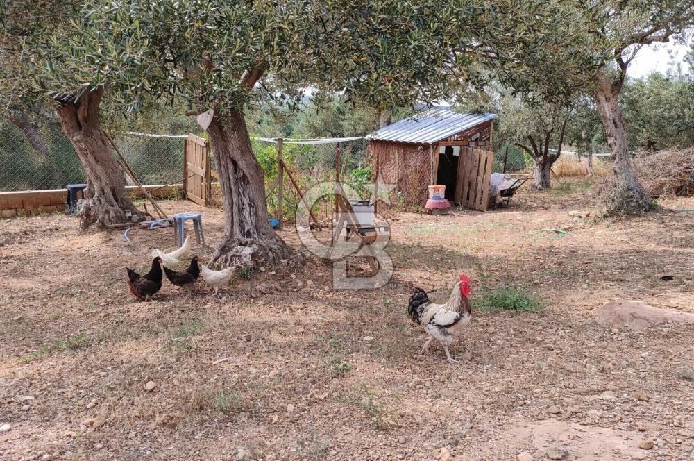 ŞAKRAN'DA DENİZE 800 M, MANZARALI, MÜSTAKİL TAPULU ZEYTİNLİK