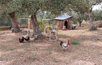 ŞAKRAN'DA DENİZE 800 M, MANZARALI, MÜSTAKİL TAPULU ZEYTİNLİK