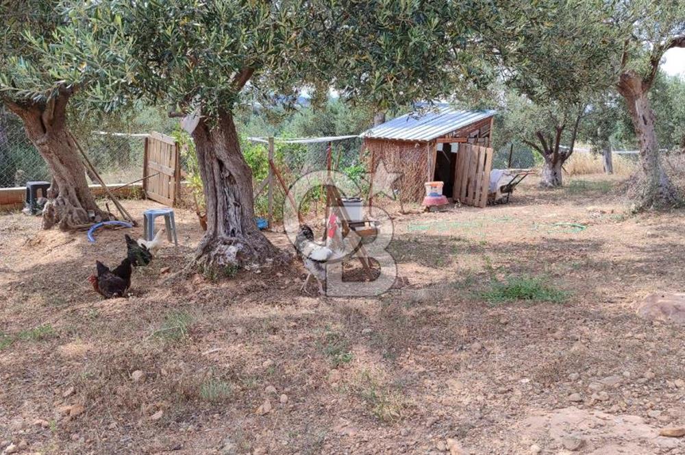 ŞAKRAN'DA DENİZE 800 M, MANZARALI, MÜSTAKİL TAPULU ZEYTİNLİK