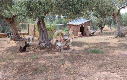 ŞAKRAN'DA DENİZE 800 M, MANZARALI, MÜSTAKİL TAPULU ZEYTİNLİK