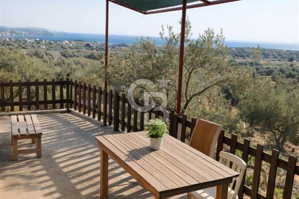 ŞAKRAN'DA DENİZE 800 M, MANZARALI, MÜSTAKİL TAPULU ZEYTİNLİK