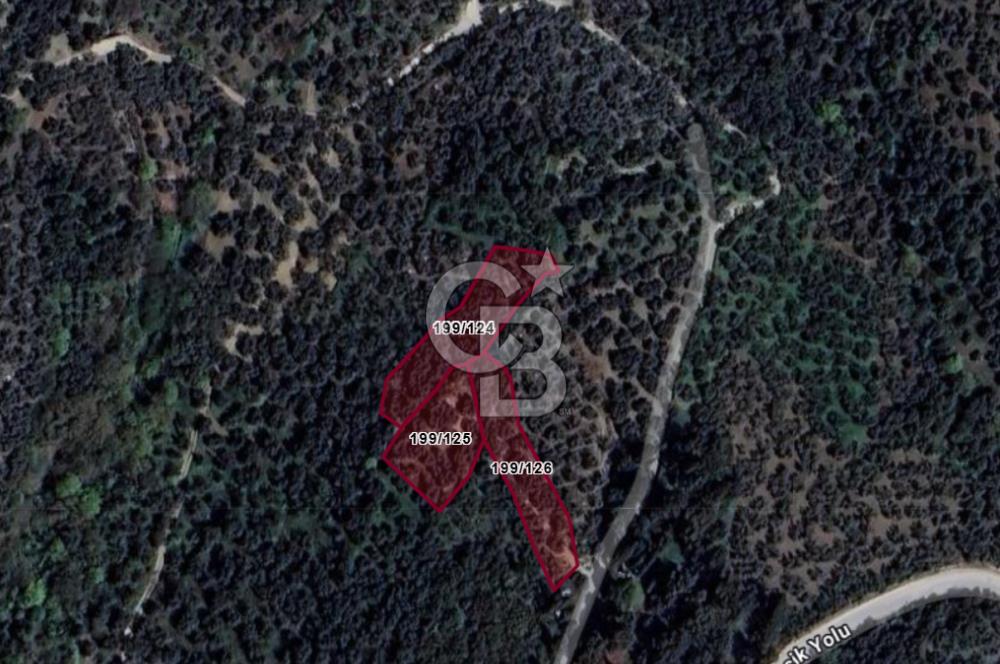 CB Leader'dan Edincik'te Denize 500m Bakımlı Zeytinlik