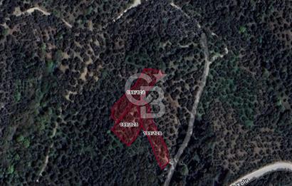 CB Leader'dan Edincik'te Denize 500m Bakımlı Zeytinlik