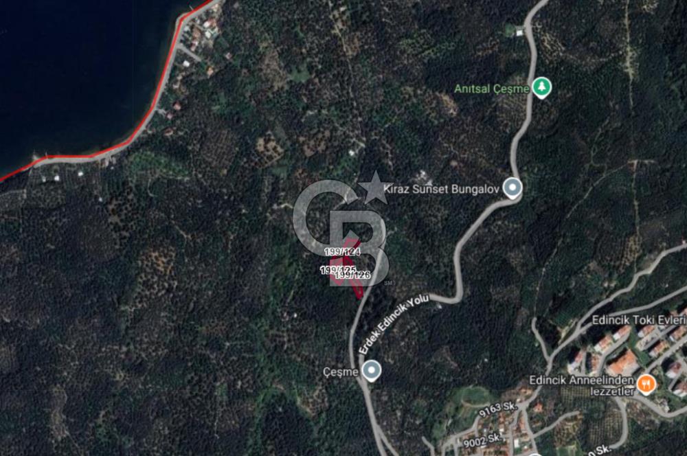 CB Leader'dan Edincik'te Denize 500m Bakımlı Zeytinlik