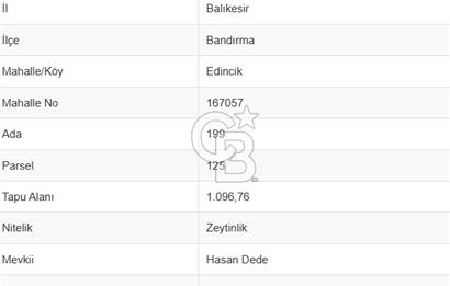 CB Leader'dan Edincik'te Denize 500m Bakımlı Zeytinlik