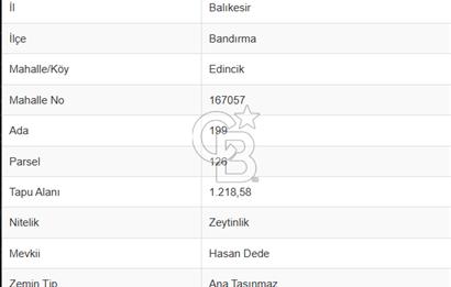 CB Leader'dan Edincik'te Denize 500m Bakımlı Zeytinlik