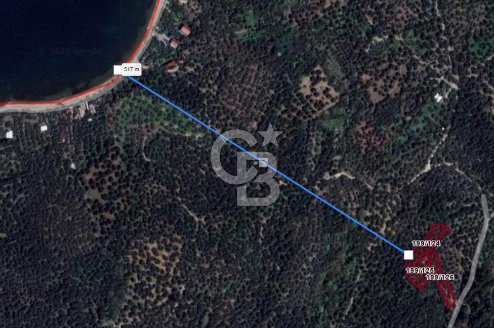 CB Leader'dan Edincik'te Denize 500m Bakımlı Zeytinlik