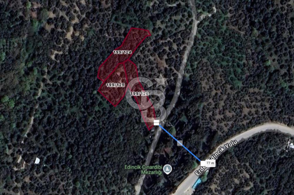 CB Leader'dan Edincik'te Denize 500m Bakımlı Zeytinlik