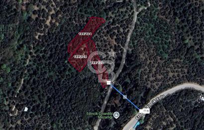 CB Leader'dan Edincik'te Denize 500m Bakımlı Zeytinlik