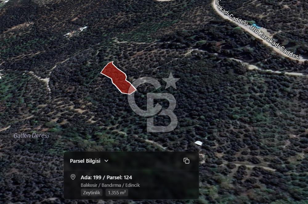 CB Leader'dan Edincik'te Denize 500m Bakımlı Zeytinlik