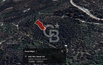 CB Leader'dan Edincik'te Denize 500m Bakımlı Zeytinlik