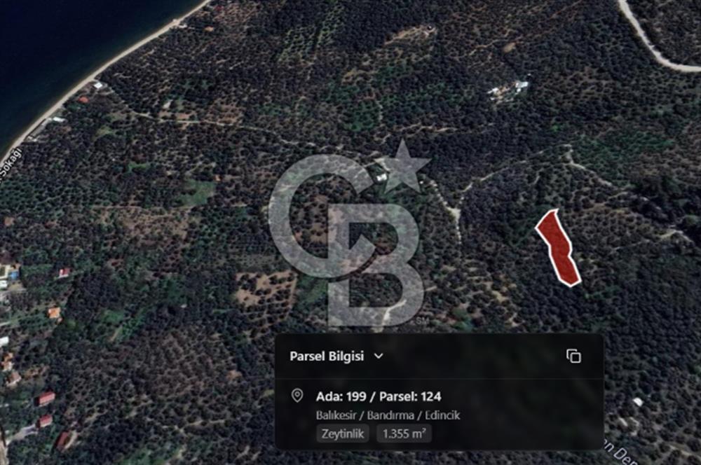 CB Leader'dan Edincik'te Denize 500m Bakımlı Zeytinlik