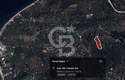 CB Leader'dan Edincik'te Denize 500m Bakımlı Zeytinlik