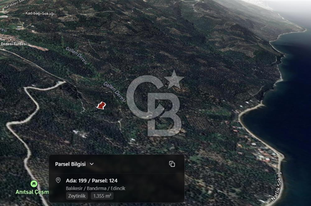 CB Leader'dan Edincik'te Denize 500m Bakımlı Zeytinlik