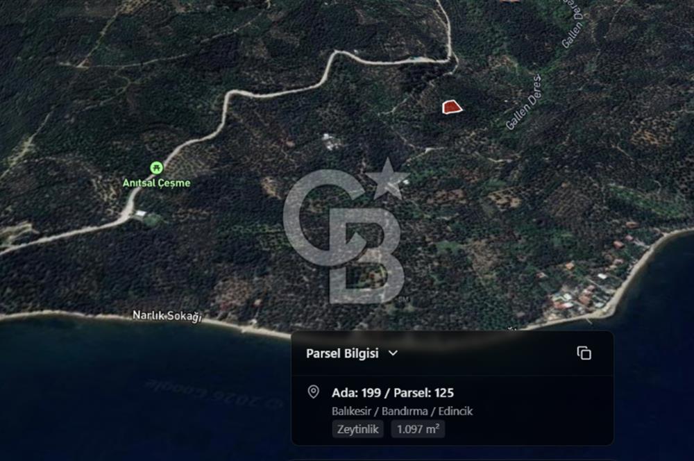 CB Leader'dan Edincik'te Denize 500m Bakımlı Zeytinlik