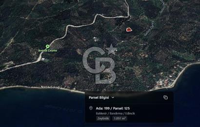 CB Leader'dan Edincik'te Denize 500m Bakımlı Zeytinlik