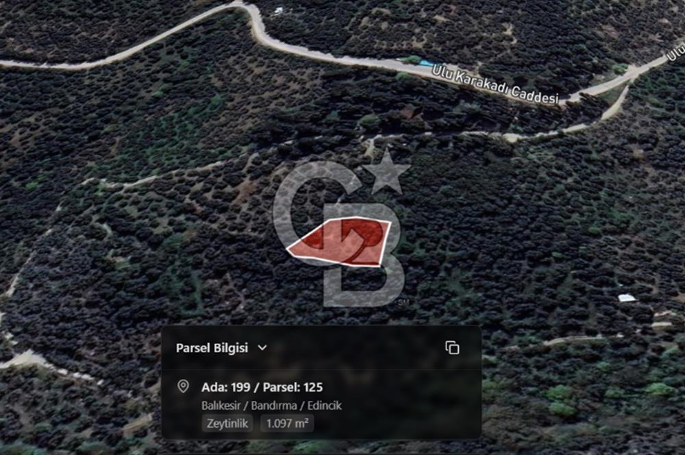 CB Leader'dan Edincik'te Denize 500m Bakımlı Zeytinlik