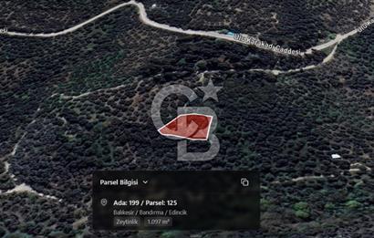 CB Leader'dan Edincik'te Denize 500m Bakımlı Zeytinlik