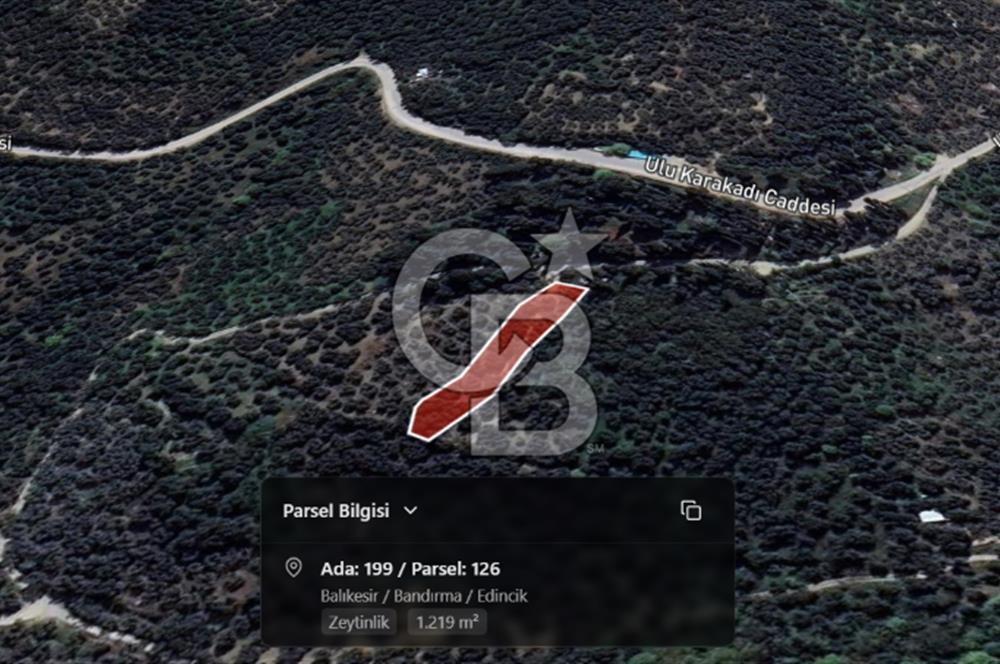 CB Leader'dan Edincik'te Denize 500m Bakımlı Zeytinlik