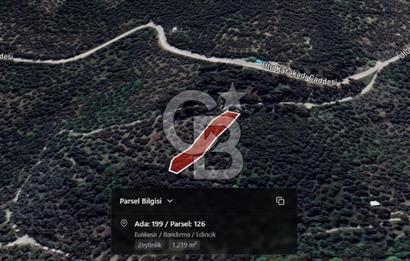 CB Leader'dan Edincik'te Denize 500m Bakımlı Zeytinlik