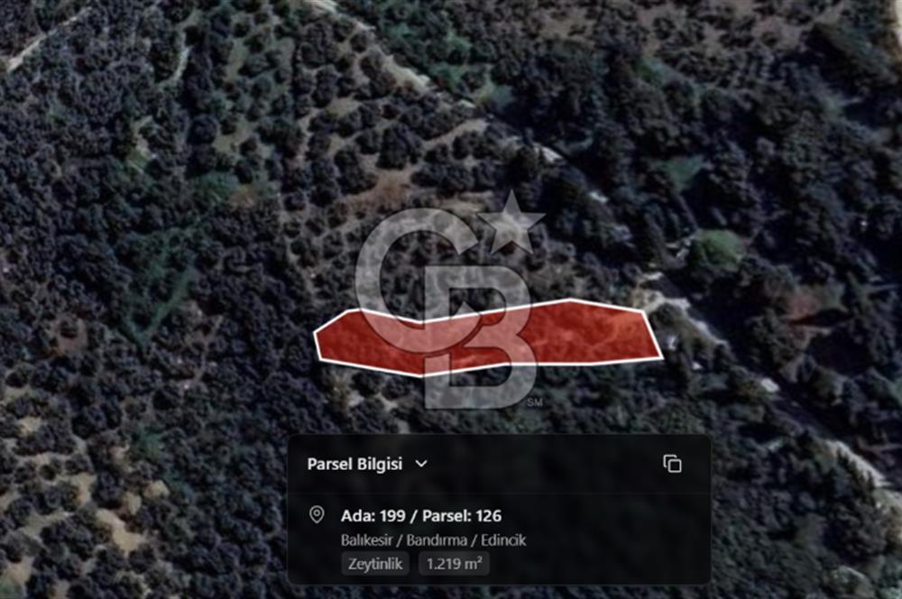 CB Leader'dan Edincik'te Denize 500m Bakımlı Zeytinlik