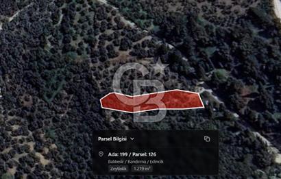 CB Leader'dan Edincik'te Denize 500m Bakımlı Zeytinlik