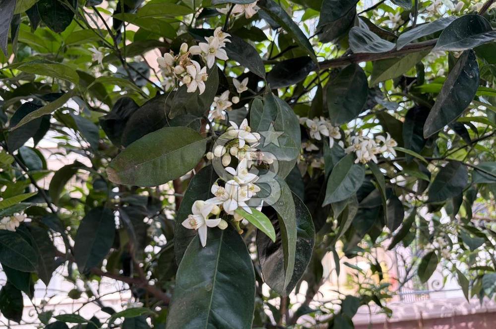 Urla'da Ted Koleji ve Cengiz Aytmatov Yakını Denize Yürüyüş Mesafesinde Saunalı Villa 