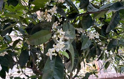 Urla'da Ted Koleji ve Cengiz Aytmatov Yakını Denize Yürüyüş Mesafesinde Saunalı Villa 