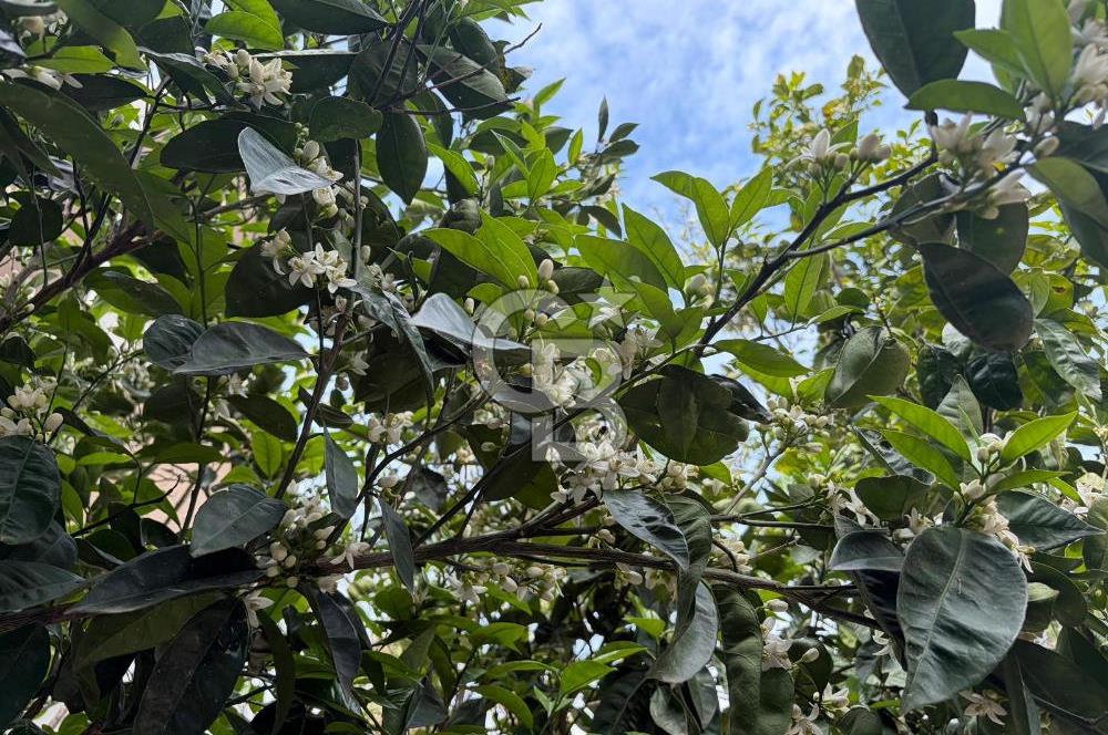 Urla'da Ted Koleji ve Cengiz Aytmatov Yakını Denize Yürüyüş Mesafesinde Saunalı Villa 