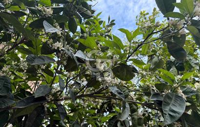 Urla'da Ted Koleji ve Cengiz Aytmatov Yakını Denize Yürüyüş Mesafesinde Saunalı Villa 