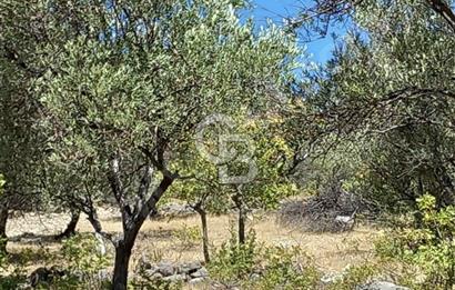 ÇANAKKALE AYVACIK KOZLU'DA PANAROMİK DENİZ MANZARALI ZEYTİNLİK