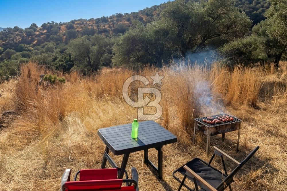 Bayındır Yeşilova Yola Cepheli Köy İçi Fırsat Satılık Zeytinlik