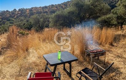 Bayındır Yeşilova Yola Cepheli Köy İçi Fırsat Satılık Zeytinlik