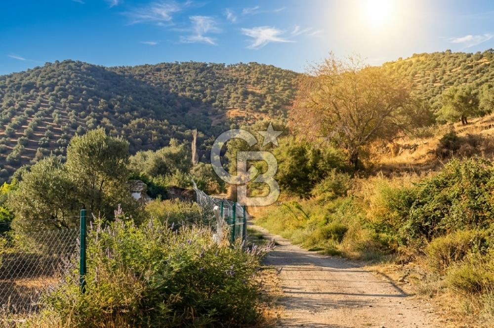 Bayındır Yeşilova Yola Cepheli Köy İçi Fırsat Satılık Zeytinlik