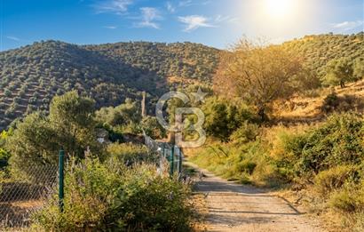 Bayındır Yeşilova Yola Cepheli Köy İçi Fırsat Satılık Zeytinlik